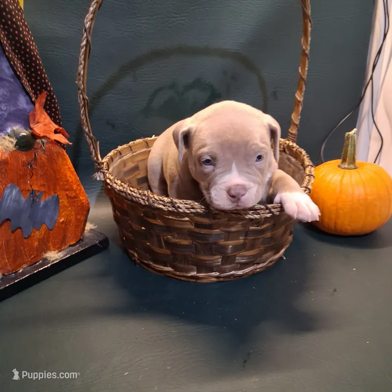Mac – American Bully puppy for sale in Cincinnati, OH
