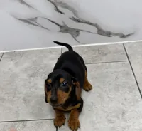 Daisy, a female Miniature Dachshund for sale in Waxahachie, TX – 1 of 3