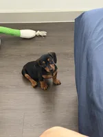 Daisy, a female Miniature Dachshund for sale in Waxahachie, TX – 3 of 3