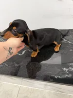Daisy, a female Miniature Dachshund for sale in Waxahachie, TX – 2 of 3