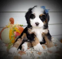 DUCHESS , a female Bernedoodle for sale in Salem, UT – 2 of 8