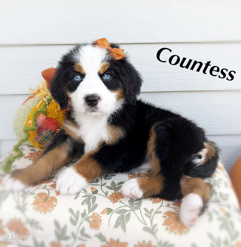 COUNTESS – Bernedoodle puppy for sale in Salem, UT