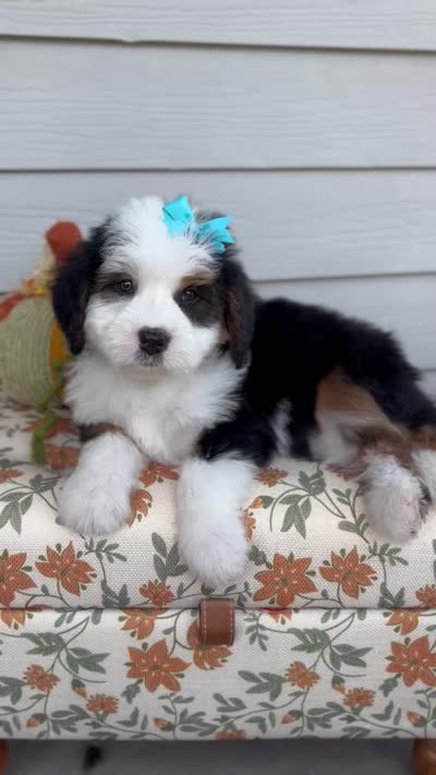 ELIZABETH, a female Bernedoodle for sale in Salem, UT – 8 of 8