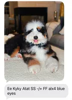 HENRY, a male Bernedoodle for sale in Salem, UT – 6 of 8