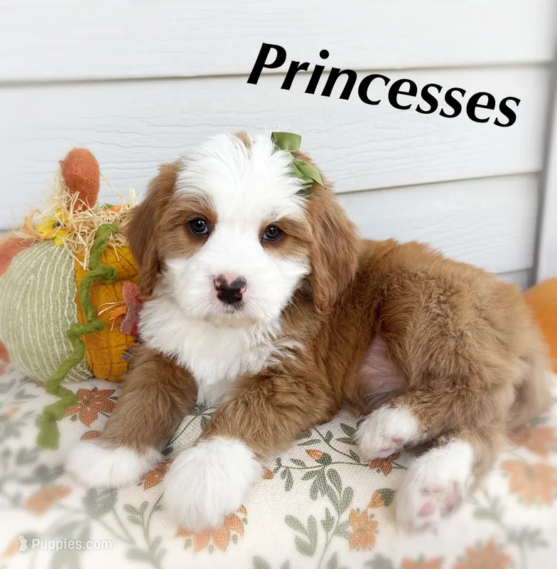 PRINCESS – Bernedoodle puppy for sale in Salem, UT