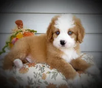 PRINCE, a male Bernedoodle for sale in Salem, UT – 2 of 8