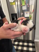 MAISIE, a female Miniature Bernedoodle for sale in Salem, UT – Photo 6 of 7