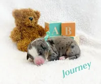 MAISIE, a female Miniature Bernedoodle for sale in Salem, UT – Photo 4 of 7