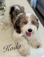 MAISIE, a female Miniature Bernedoodle for sale in Salem, UT – Photo 2 of 7