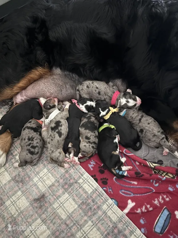 MAISIE, a female Miniature Bernedoodle for sale in Salem, UT – Photo 1 of 7