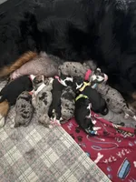 MAISIE, a female Miniature Bernedoodle for sale in Salem, UT – Photo 1 of 7