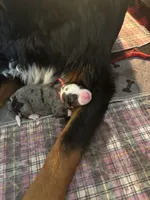 MAISIE, a female Miniature Bernedoodle for sale in Salem, UT – Photo 7 of 7