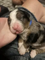 MAISIE, a female Miniature Bernedoodle for sale in Salem, UT – Photo 5 of 7