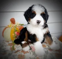 DUKE, a male Bernedoodle for sale in Salem, UT – 2 of 7