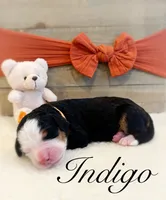 processed/e6b4053a-753f-45eb-9d86-d9ab1e654192/listing/3e253458-9559-4455-906f-3353f7ad1303/723fbc85-e361-4e30-8740-6972ce04197e