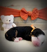 processed/e6b4053a-753f-45eb-9d86-d9ab1e654192/listing/3e253458-9559-4455-906f-3353f7ad1303/8bfcb47c-1a11-445c-a46b-d0f3129d6906