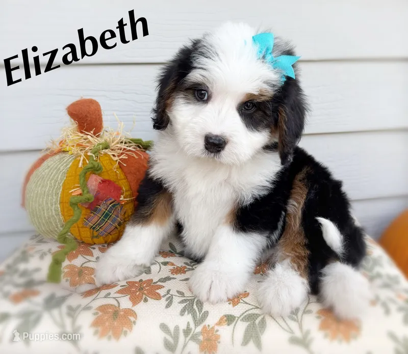 ELIZABETH – Bernedoodle puppy for sale in Salem, UT