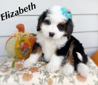 ELIZABETH, a female Bernedoodle for sale in Salem, UT – 1 of 8