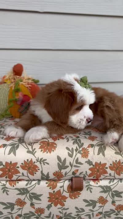 PRINCESS, a female Bernedoodle for sale in Salem, UT – 8 of 8