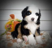 HENRY, a male Bernedoodle for sale in Salem, UT – 2 of 8