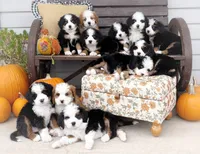 DUCHESS , a female Bernedoodle for sale in Salem, UT – 7 of 8