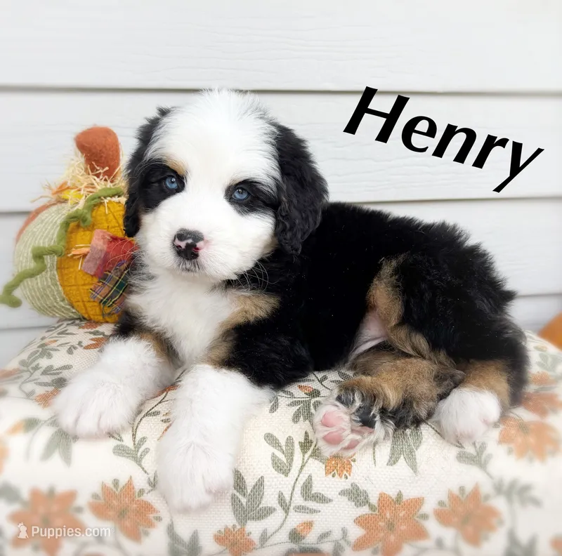 HENRY – Bernedoodle puppy for sale in Salem, UT