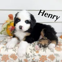 HENRY, a male Bernedoodle for sale in Salem, UT – 1 of 8