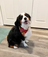 DUCHESS , a female Bernedoodle for sale in Salem, UT – 8 of 8