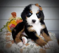 COUNTESS, a female Bernedoodle for sale in Salem, UT – 2 of 8