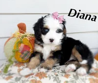 Diana, a female Bernedoodle for sale in Salem, UT – 1 of 7