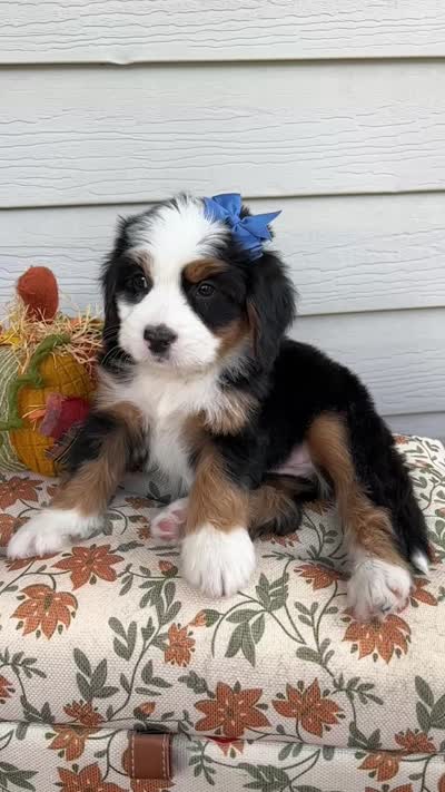 DUCHESS , a female Bernedoodle for sale in Salem, UT – 5 of 8