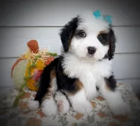 ELIZABETH, a female Bernedoodle for sale in Salem, UT – 2 of 8