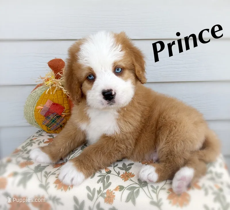 PRINCE – Bernedoodle puppy for sale in Salem, UT