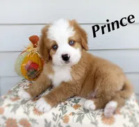 PRINCE, a male Bernedoodle for sale in Salem, UT – 1 of 8