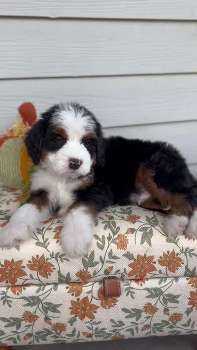 DUKE, a male Bernedoodle for sale in Salem, UT – 7 of 7