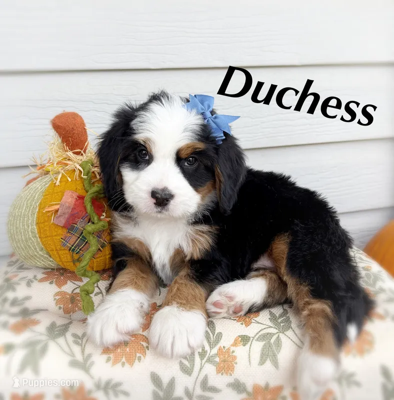 DUCHESS  – Bernedoodle puppy for sale in Salem, UT