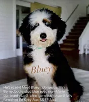 Earl, a male Bernedoodle for sale in Salem, UT – 3 of 7