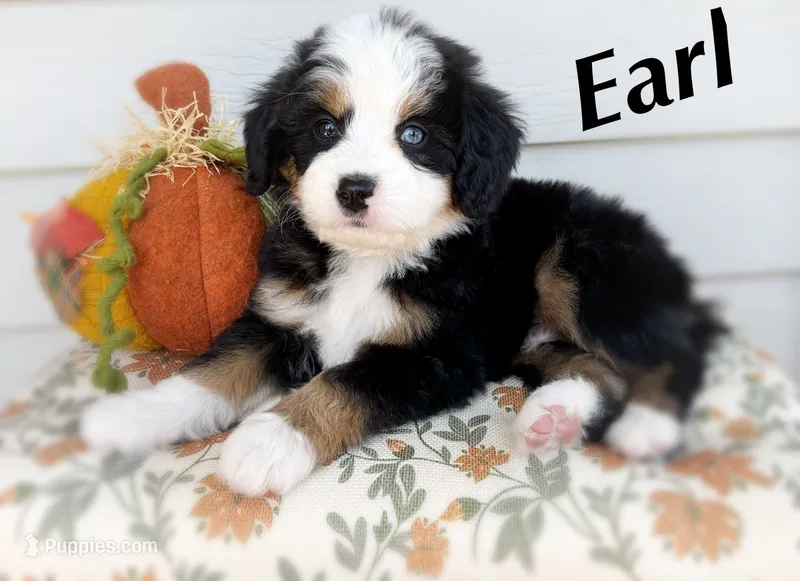 Earl – Bernedoodle puppy for sale in Salem, UT