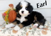 Earl, a male Bernedoodle for sale in Salem, UT – 1 of 7