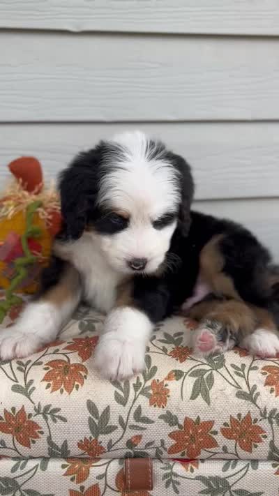 HENRY, a male Bernedoodle for sale in Salem, UT – 8 of 8