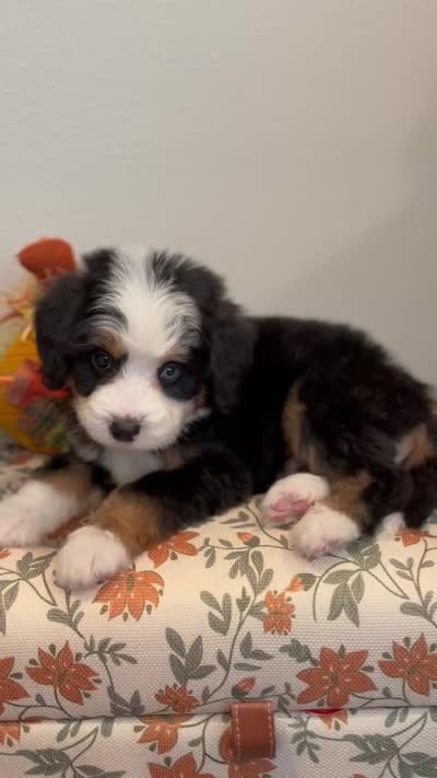 Earl, a male Bernedoodle for sale in Salem, UT – 7 of 7
