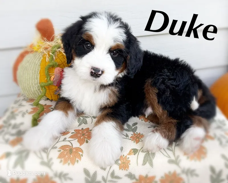 DUKE – Bernedoodle puppy for sale in Salem, UT