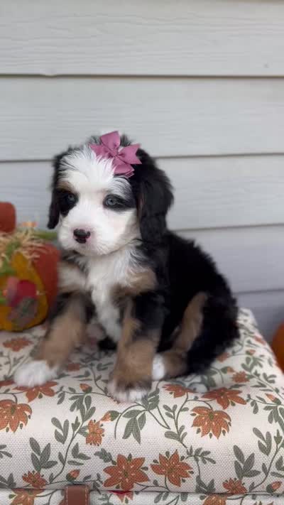 Diana, a female Bernedoodle for sale in Salem, UT – 7 of 7