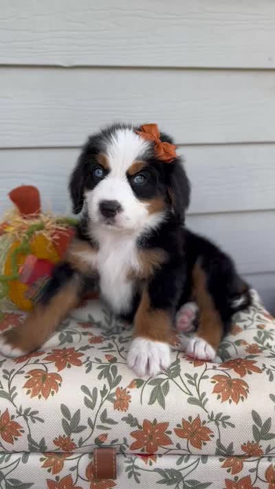 COUNTESS, a female Bernedoodle for sale in Salem, UT – 8 of 8