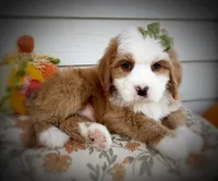 PRINCESS, a female Bernedoodle for sale in Salem, UT – 2 of 8