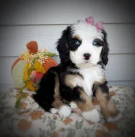 Diana, a female Bernedoodle for sale in Salem, UT – 2 of 7