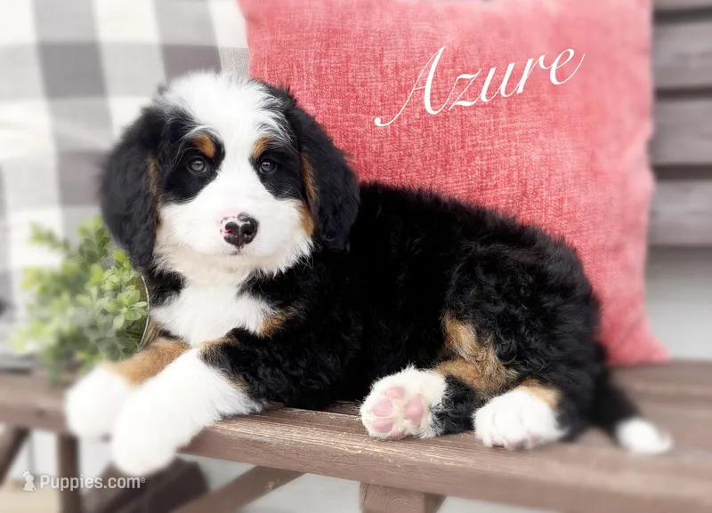 Azure – Bernedoodle puppy for sale in Salem, UT