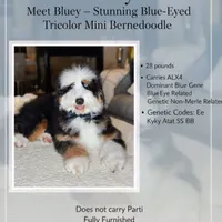 Azure, a female Bernedoodle for sale in Salem, UT – Photo 5 of 5