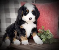 Azure, a female Bernedoodle for sale in Salem, UT – Photo 2 of 5