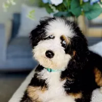 Azure, a female Bernedoodle for sale in Salem, UT – Photo 4 of 5